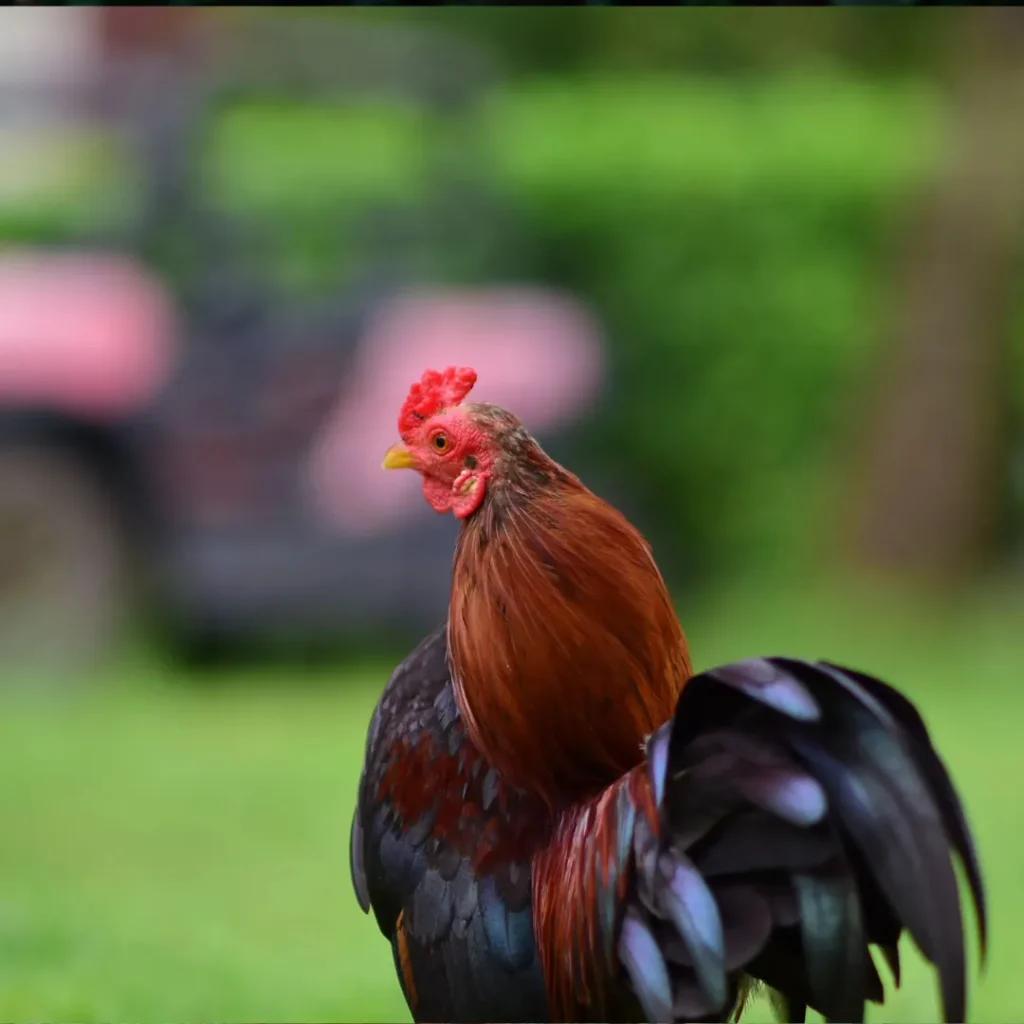 Chicken Quotes